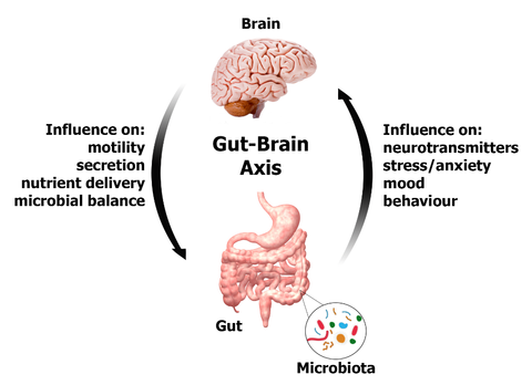 The Gut, the Brain and Addiction | Beyond Addiction