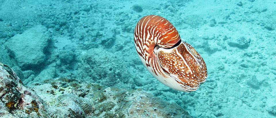 nautilus