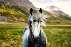 iceland-horse